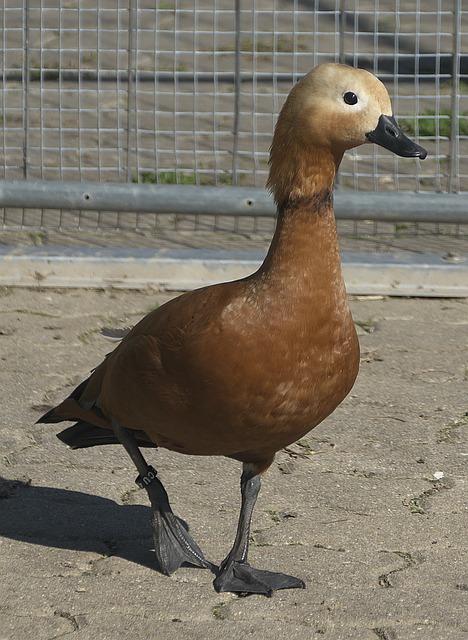 资金平衡之